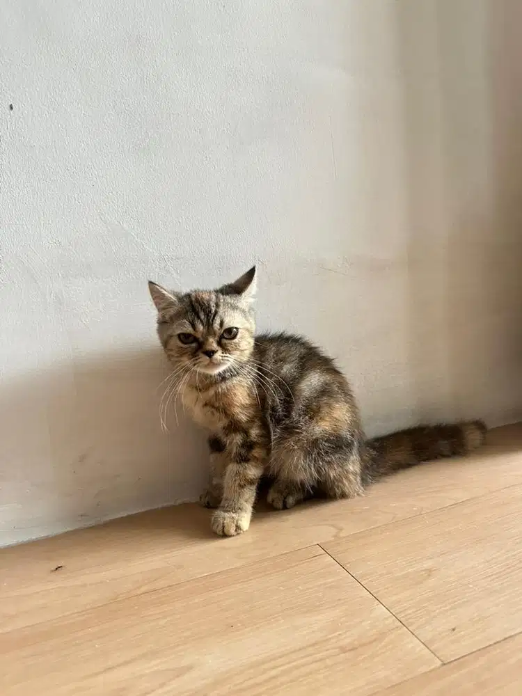 Kucing persia medium betina