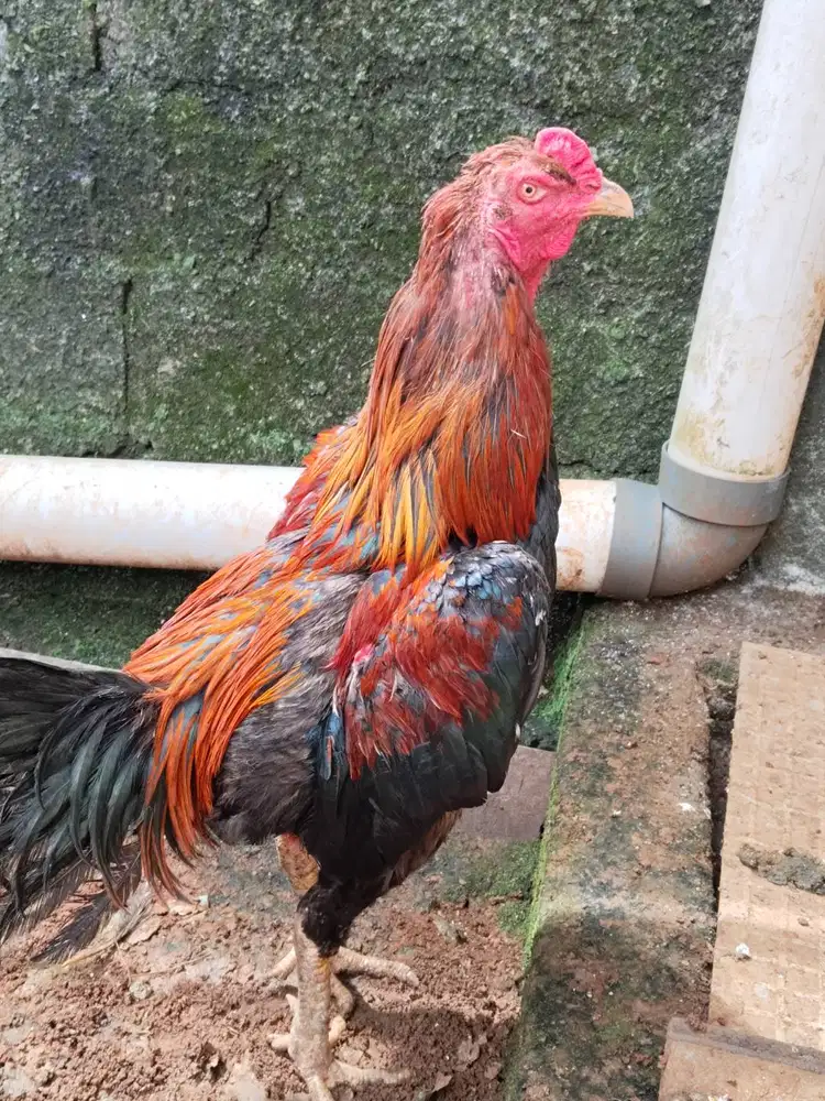 Jual Ayam Bangkok