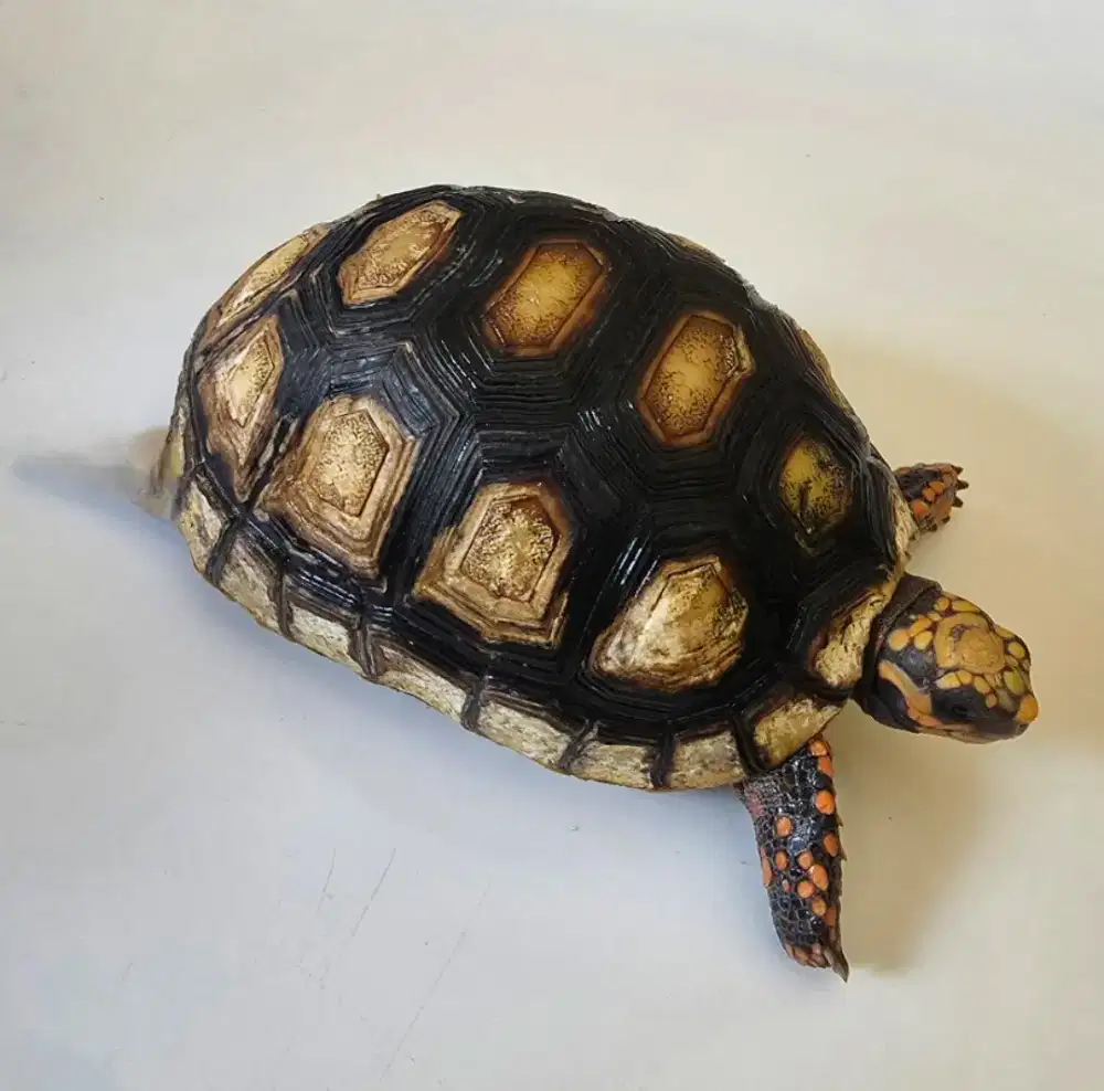 Kura Red Foot - Merah Pedes ( 10 cm )