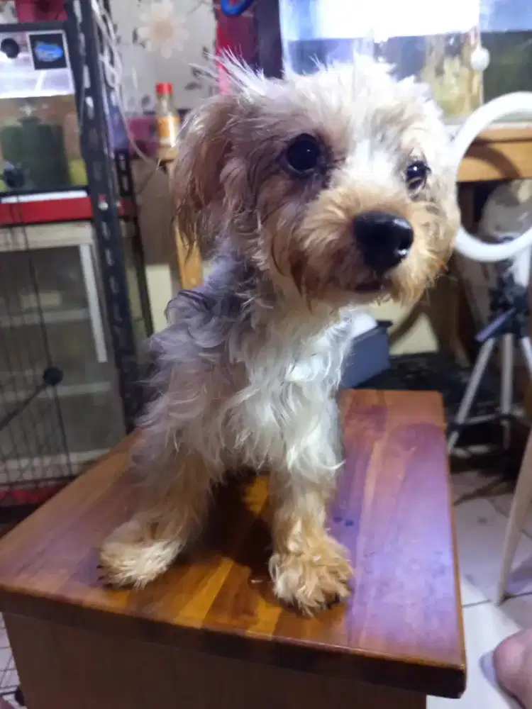 Murah banget harga 1 pasang yorkie