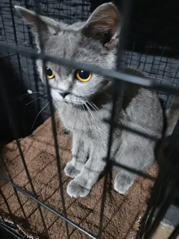 Adop Kucing BSH Jantan Murah