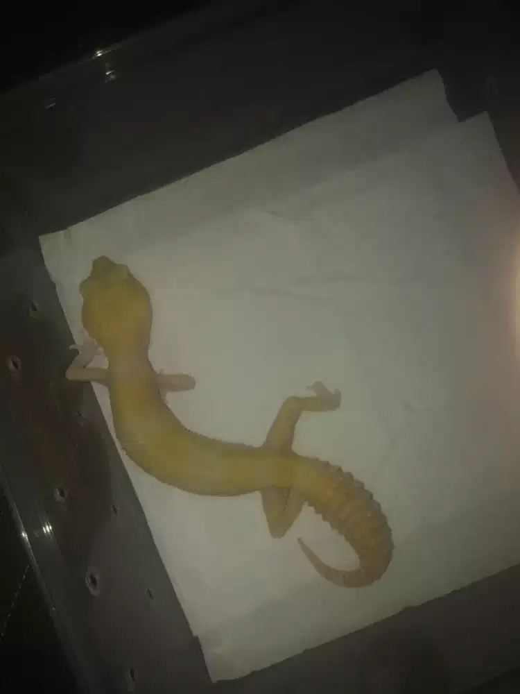 Jual Reptil leopard gecko murmer