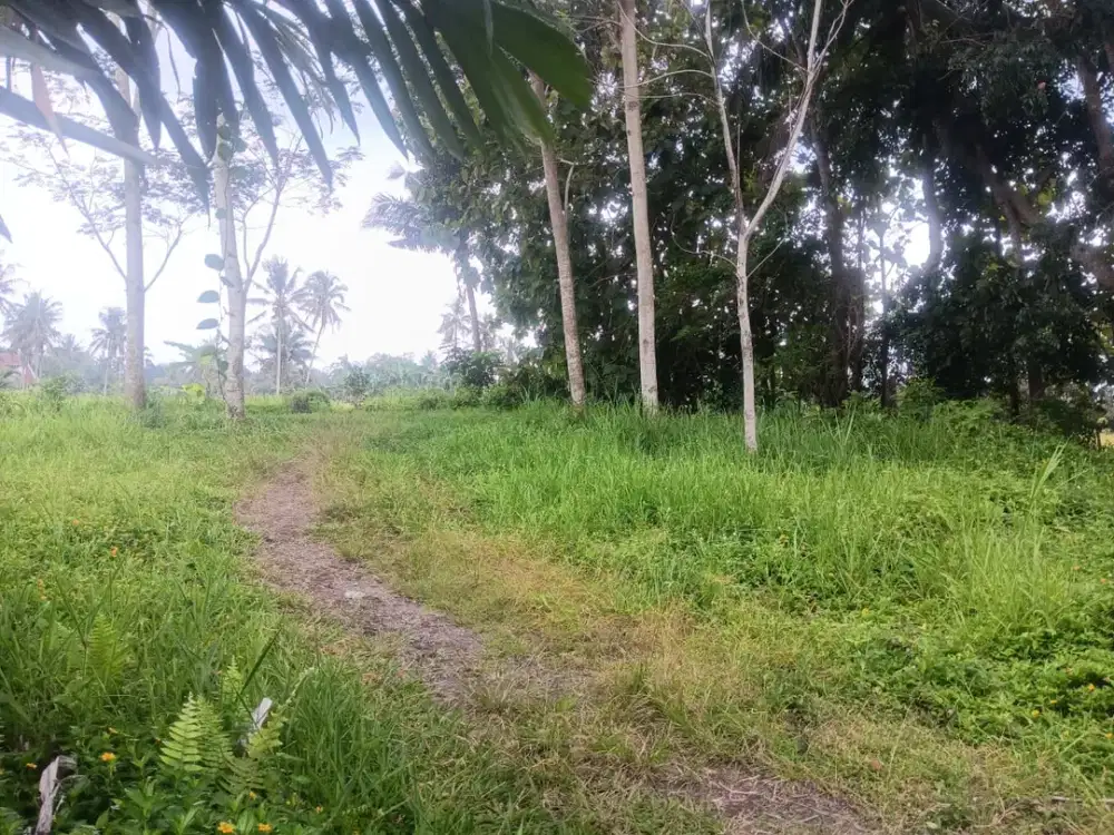 Investasi Cerdas Tanah Emas Cocok Untuk Villa Kelas Atas