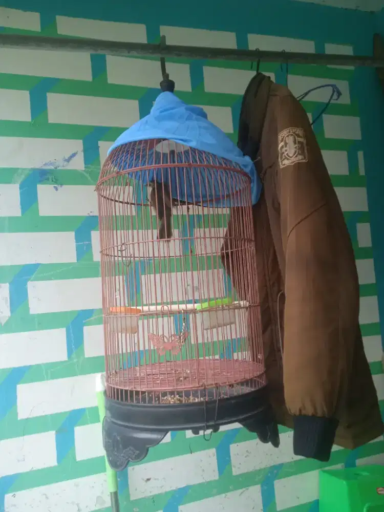 Burung terucuk gacor burja
