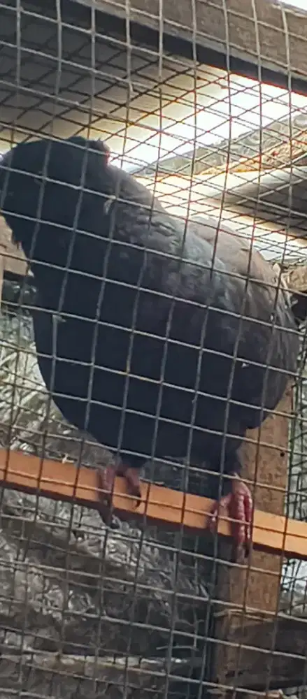 Merpati jambul madura bodi big hitam