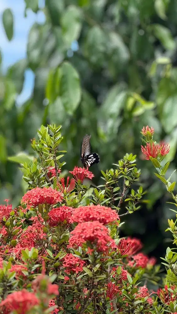Dibutuhkan ART Menginap