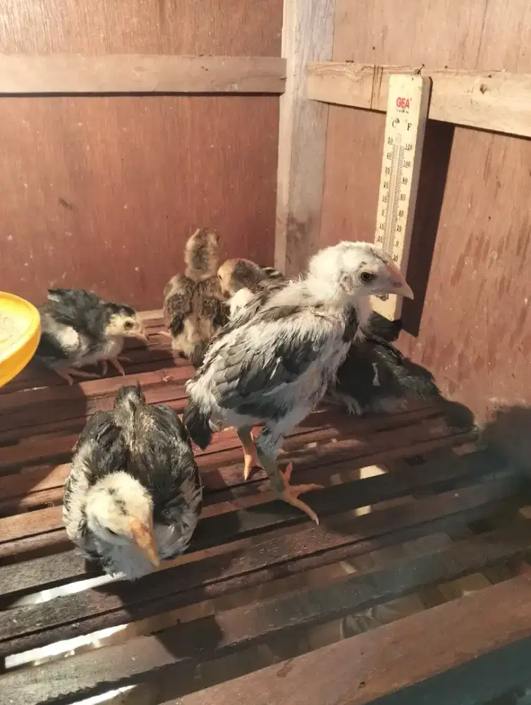 Anak Ayam Bangkok turunan petarung
