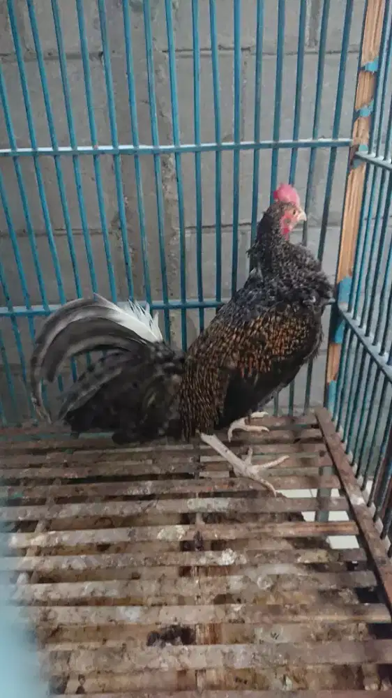 Ayam Bekisar umur 7-8 bulan