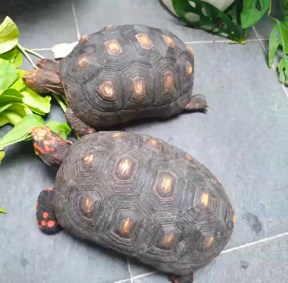 2 ekor Kura kura red foot Indukan