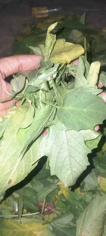 Jual tanaman obat ciplukan