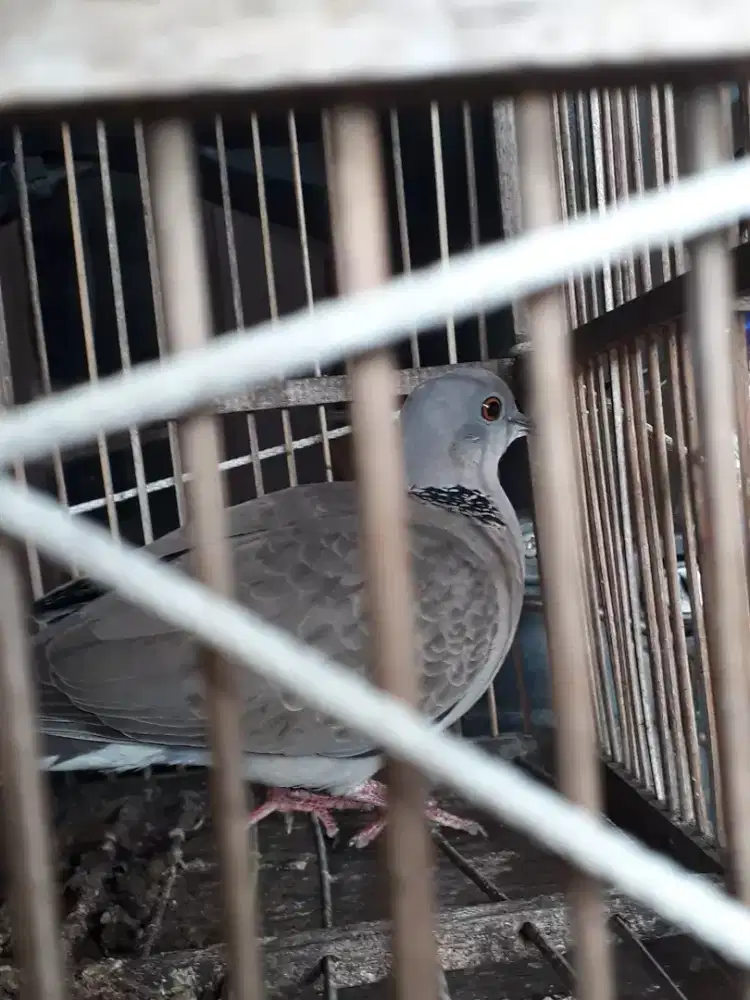 Jua burung cuhu betina