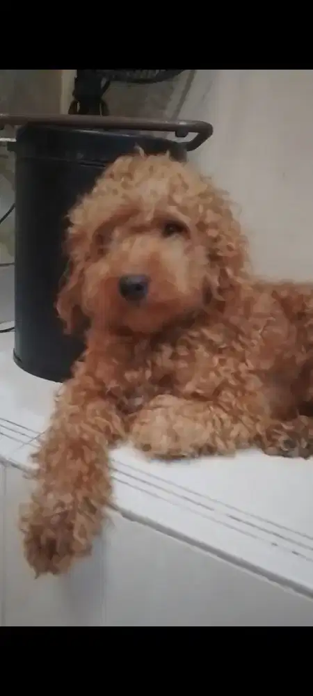 Anjing poodle jantan 1 tahun 1 bulan