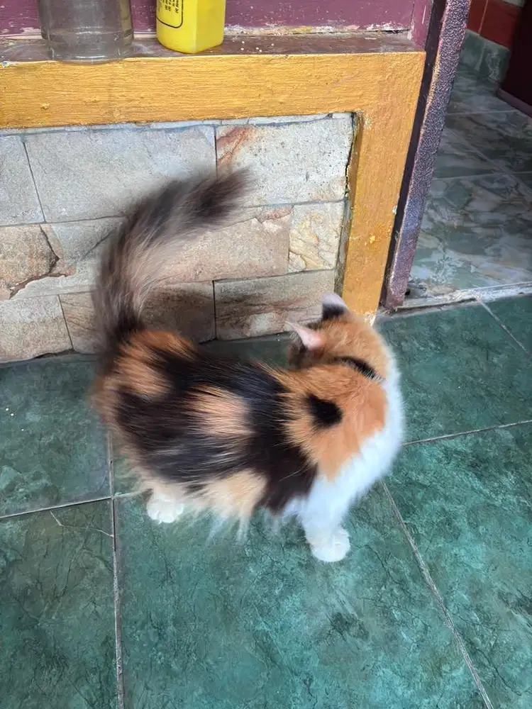 OPEN ADOPT Kucing Mix Persian-Mainecoon-Anggora