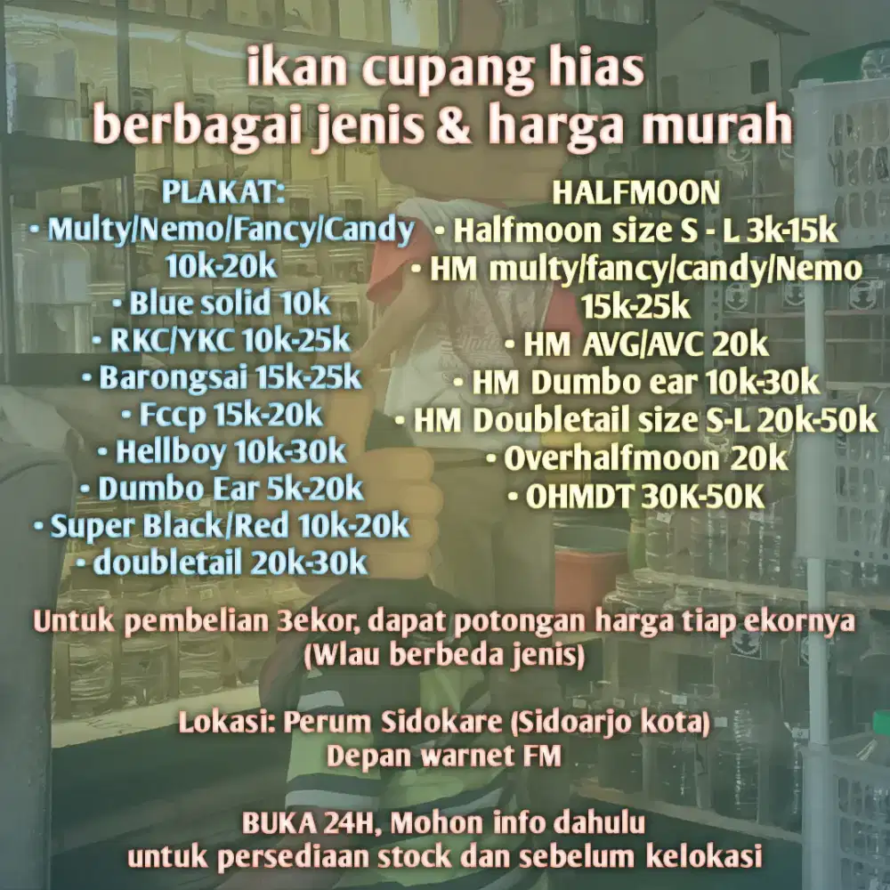 Ikan cupang hias murah banyak pilihan dan jenis