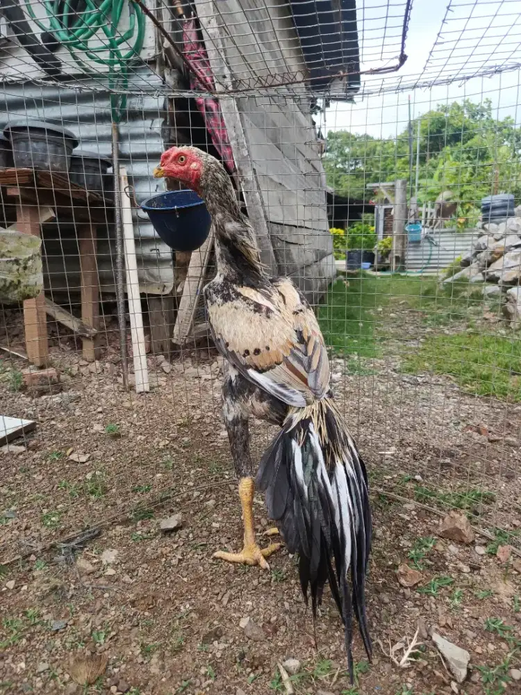 Dijual satu ekor ayam aseel x ekorlidi