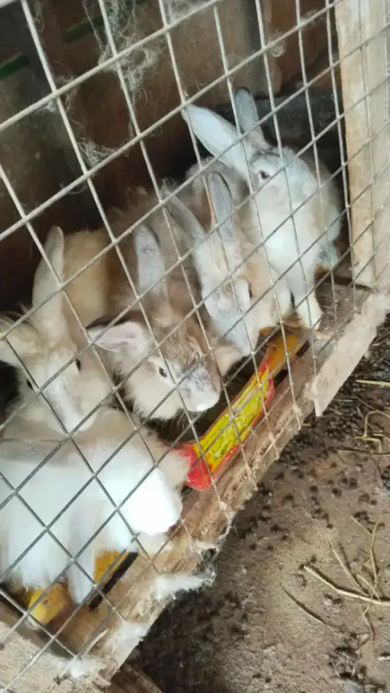 Kelinci lokal siap ternak