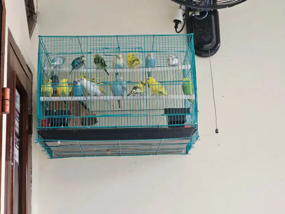 Jual borongan burung parkit