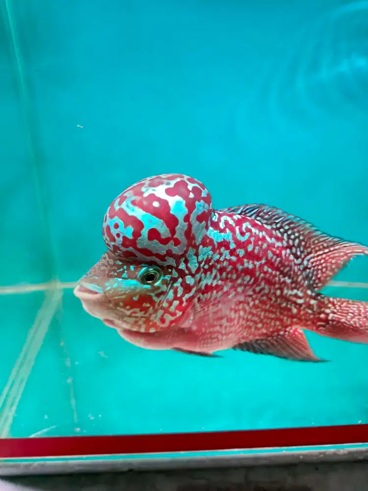 ikan louhan red kamfa import ori thailand