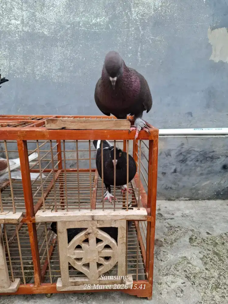 merpati jebroosss , blasteran dan merpati biasa.