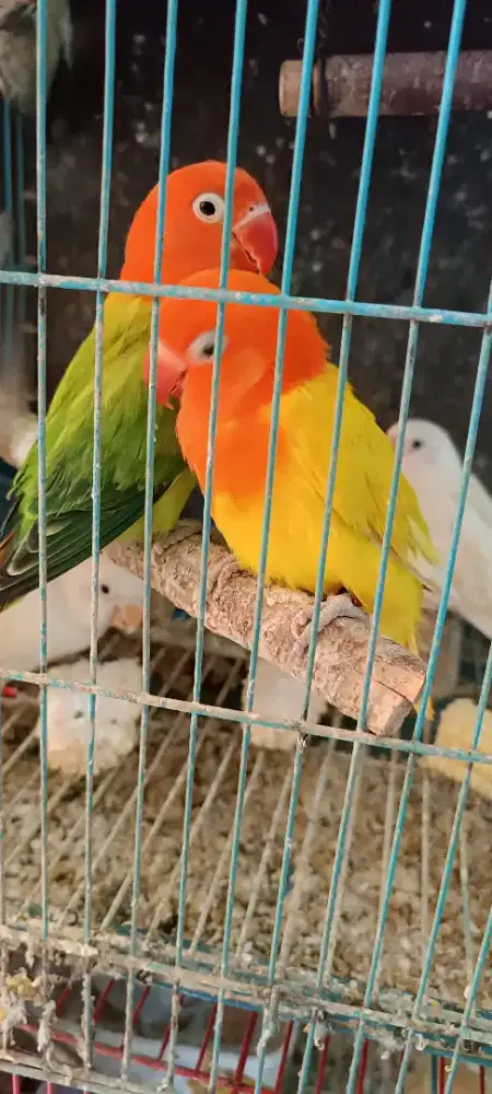 Sepasang LB biola no minus