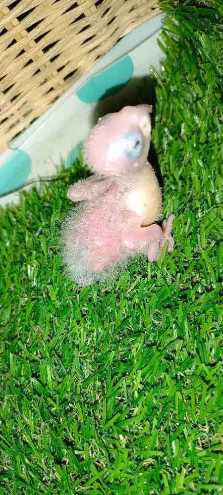 Baby crimson conure sehat terawat