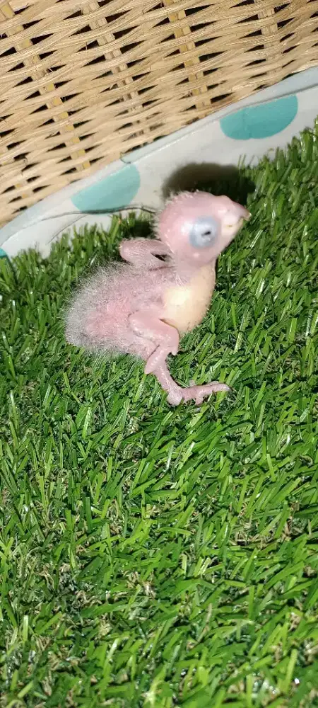 Anakan crimson conure