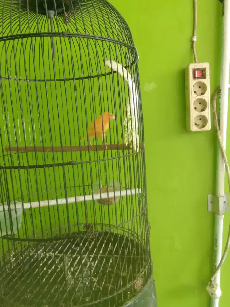 burung kenari paud gacor