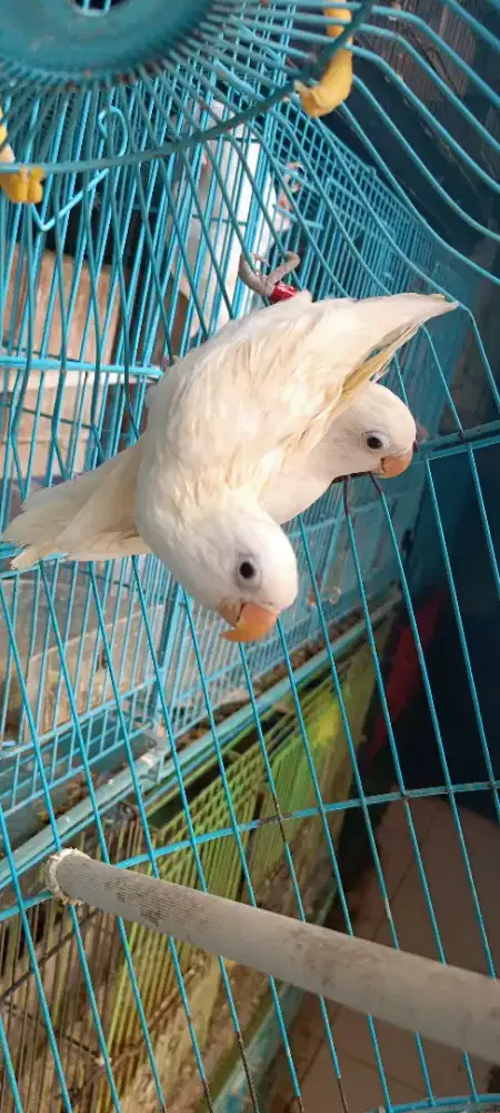 Sepasang LB albino siap produksi