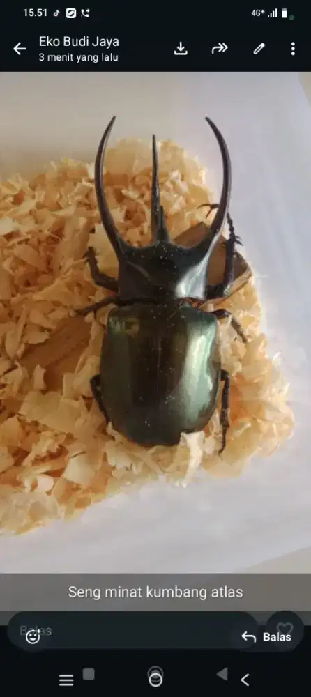 Kumbang Atlas murah saja bolo