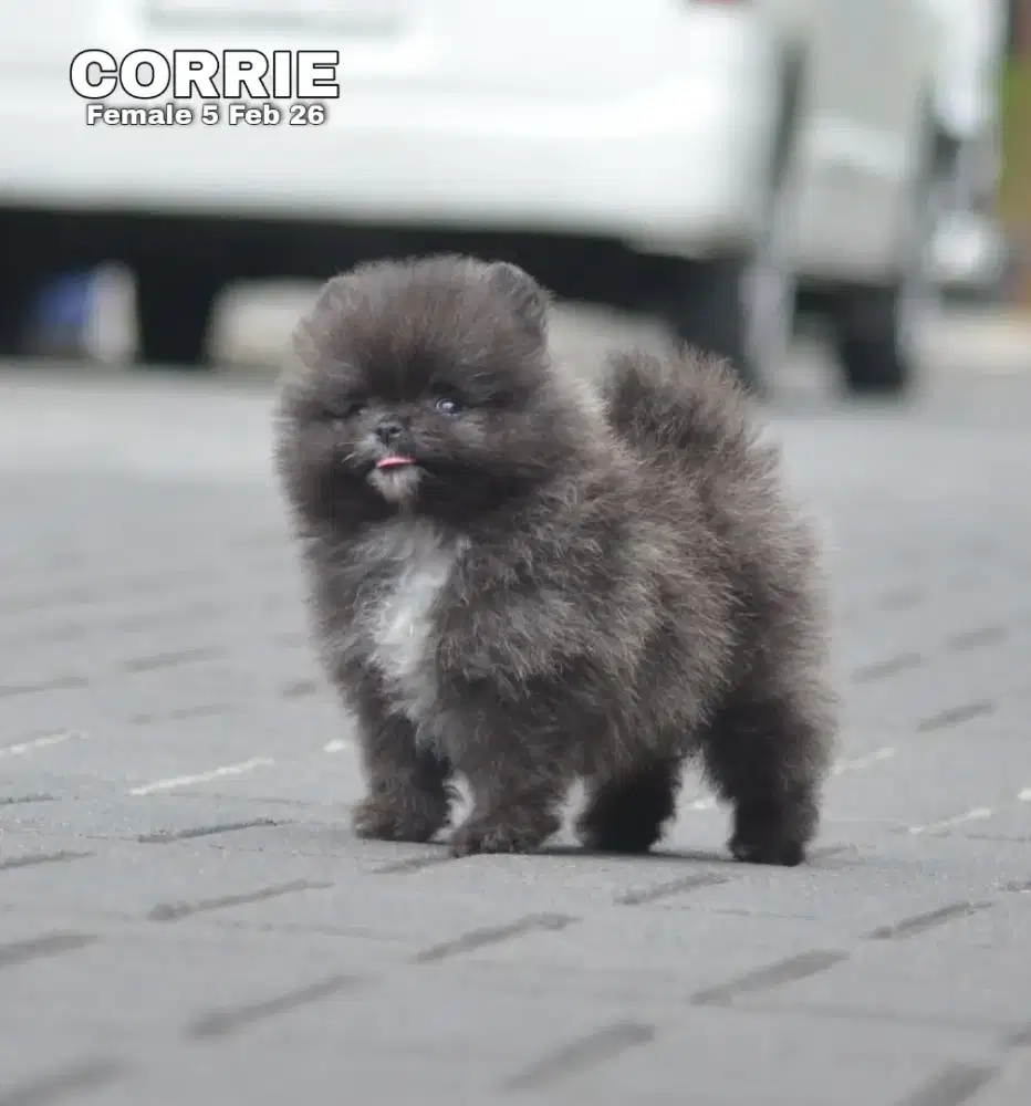 Super Minipom hitam betina •CORRIE•