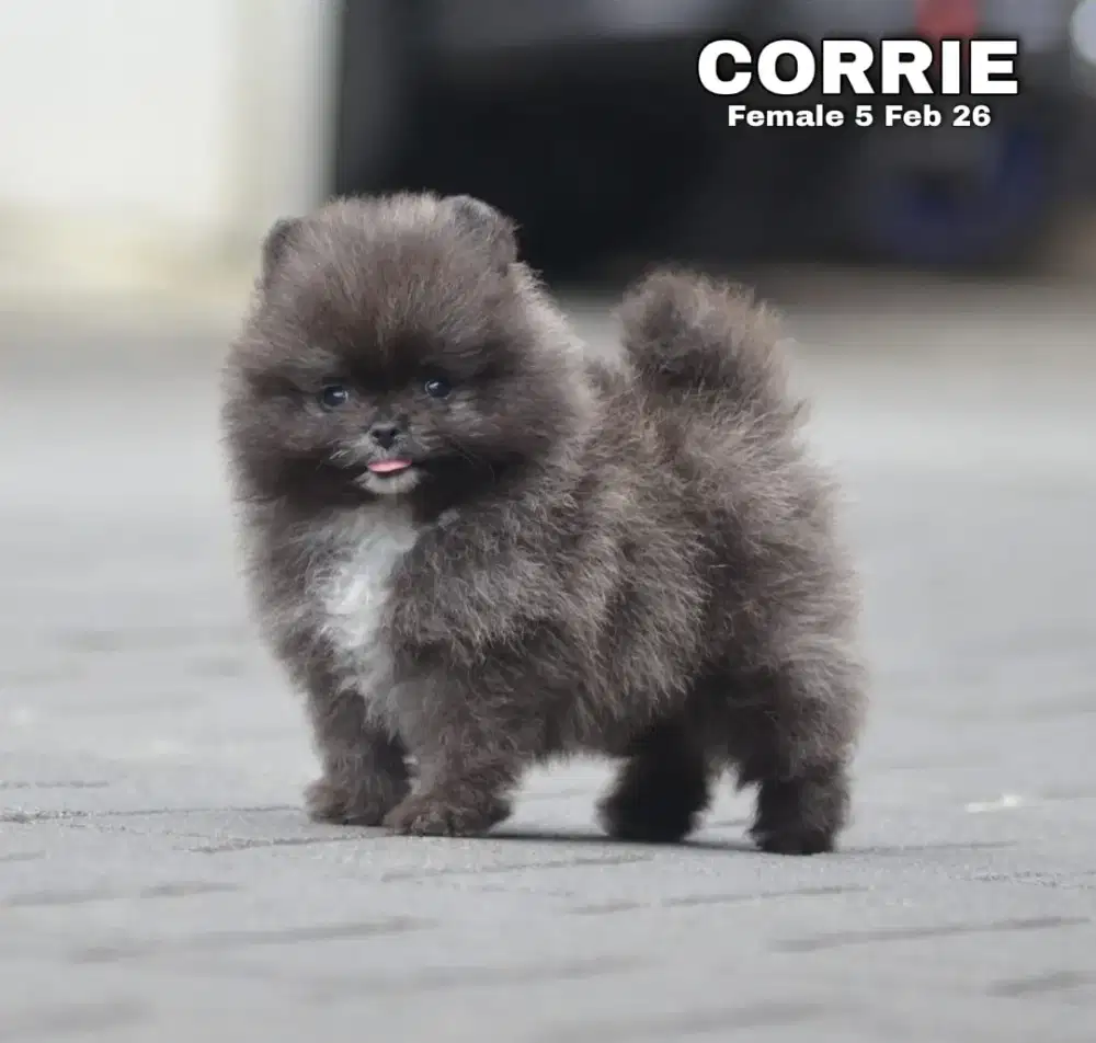 Super Minipom hitam betina •CORRIE•