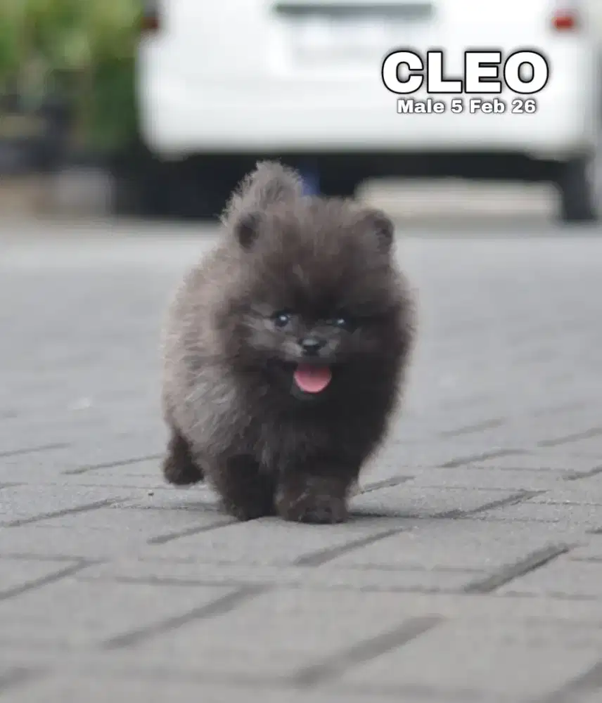 Super Minipom hitam jantan •CLEO•