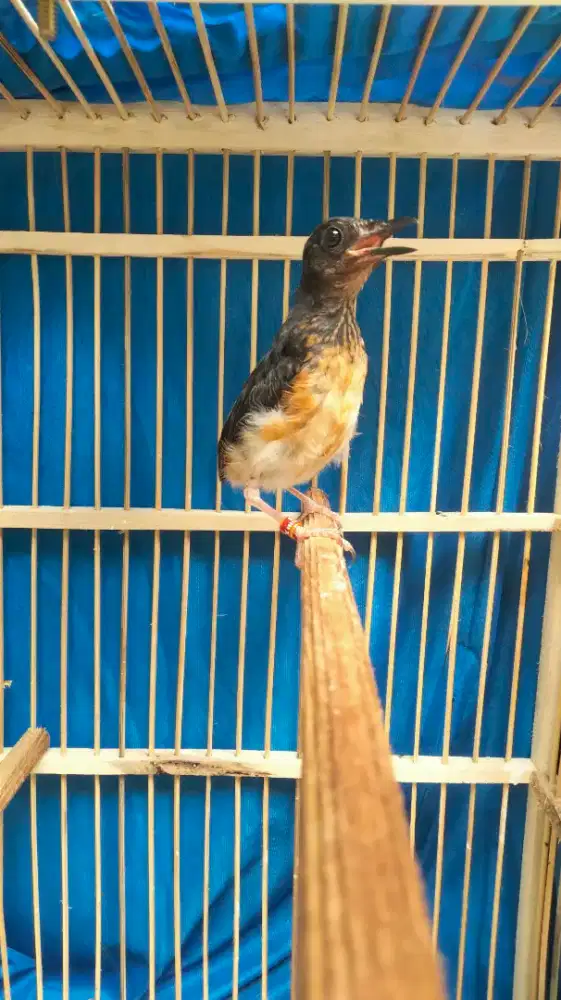 Murai Batu Medan Blorok Jantan Badan Gede Panjang Super Prospekan