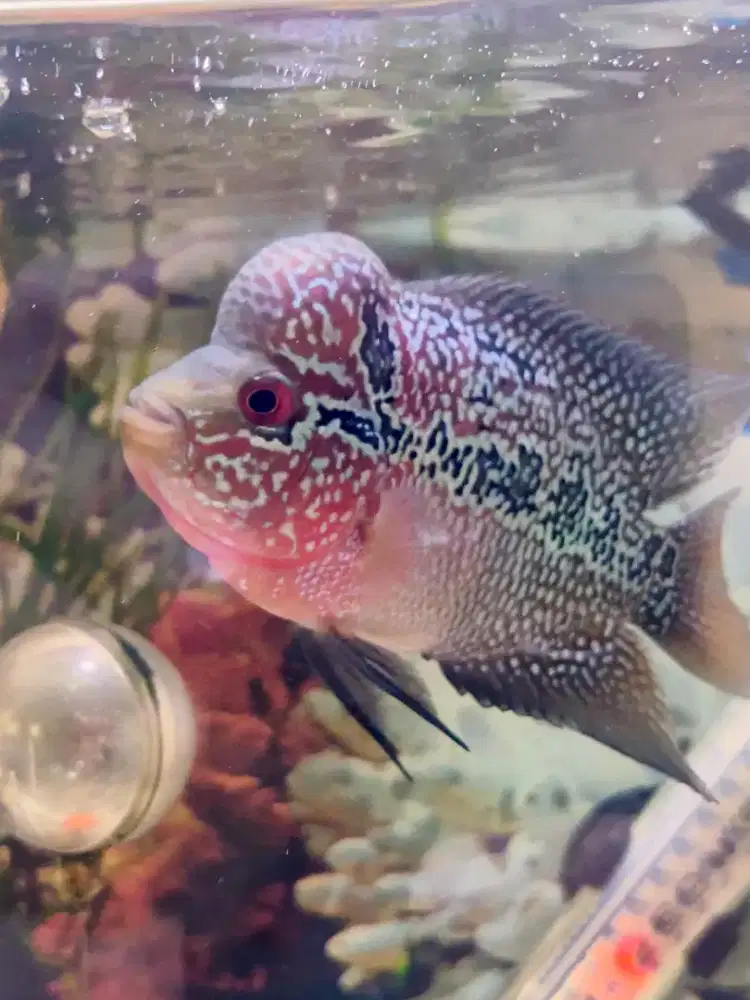 Habisin Stok Louhan Cencu (Ukrn 5 Jari)