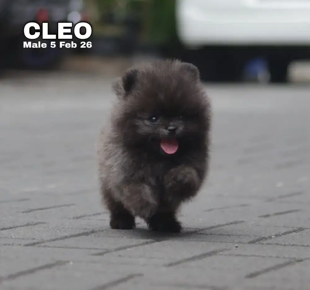 Super Minipom hitam jantan •CLEO•