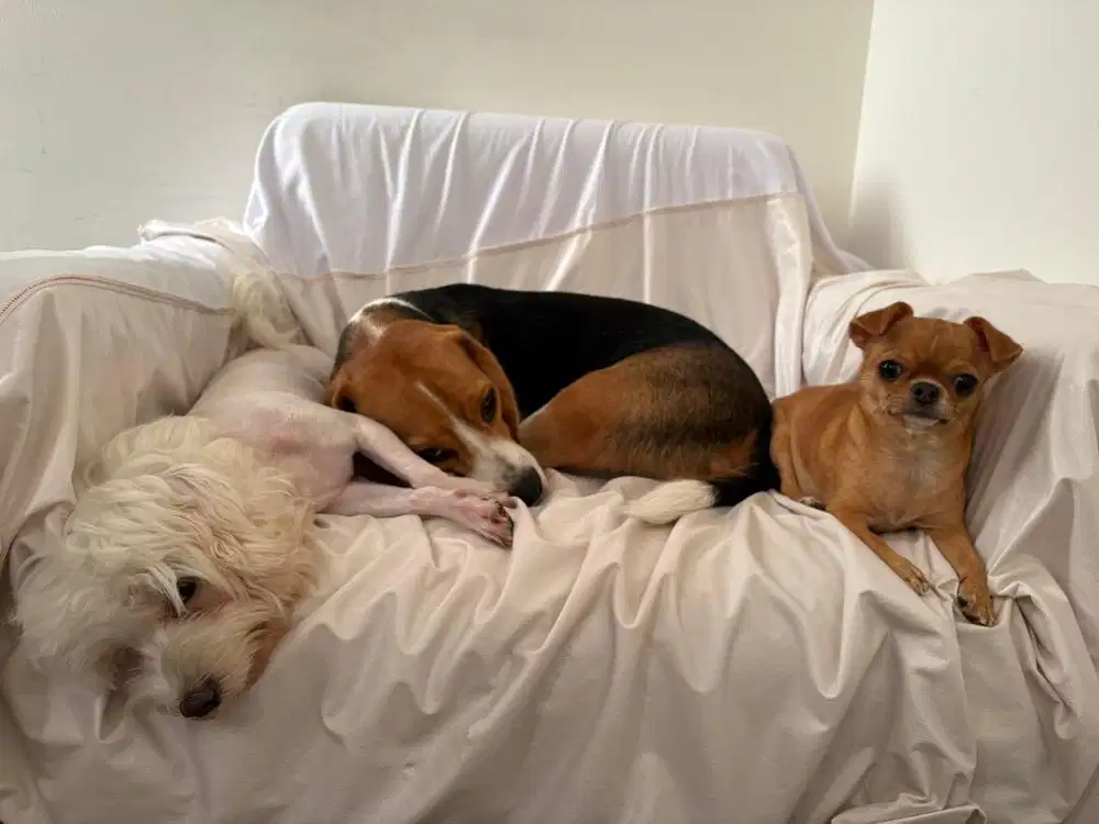 Cari ART Lokasi: Lippo Karawaci Cendana Essence