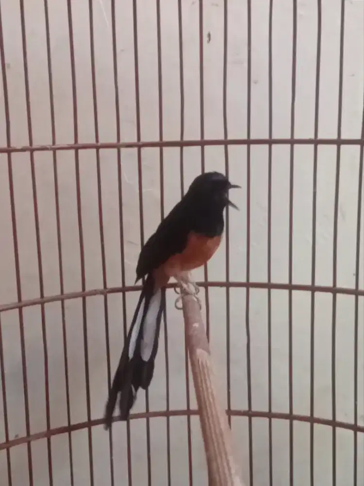 murai batu prestasi gacor dor