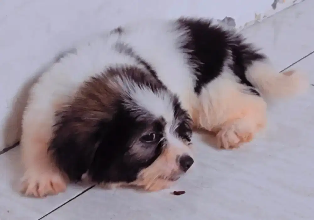Anak anjing Shih tzu mix Great pyrenees puppies