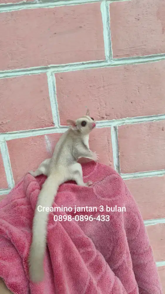 Sugar glider creamino jantan