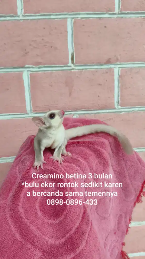 Sugar glider creamino betina