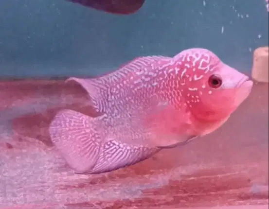 ikan louhan kamfa lokal di Medan.