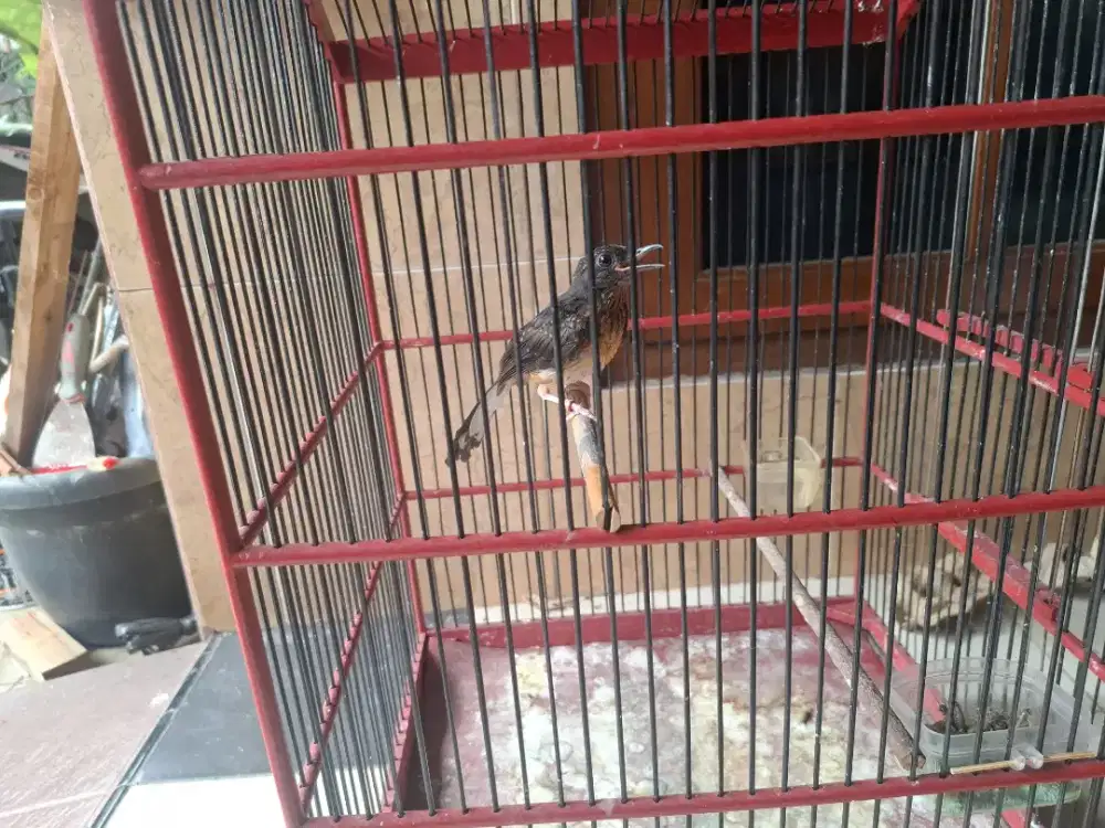 Trotol murai batu medan