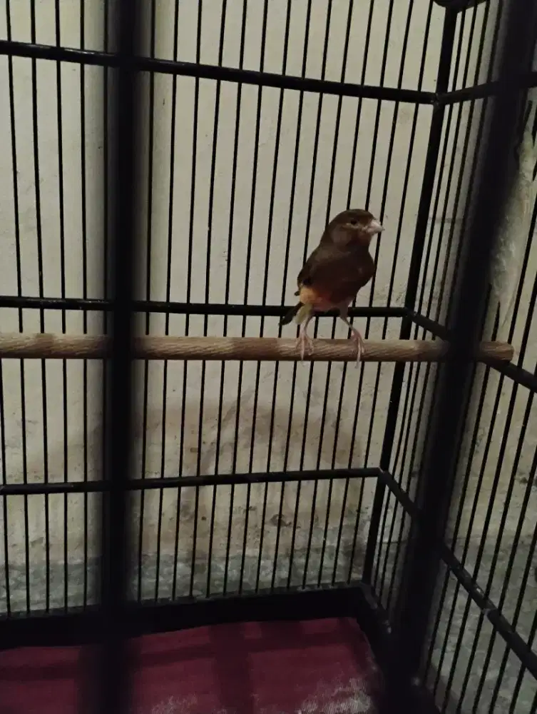 Burung kenari loper & Lovebird