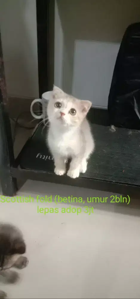 Scottish fold betina umur 4buln