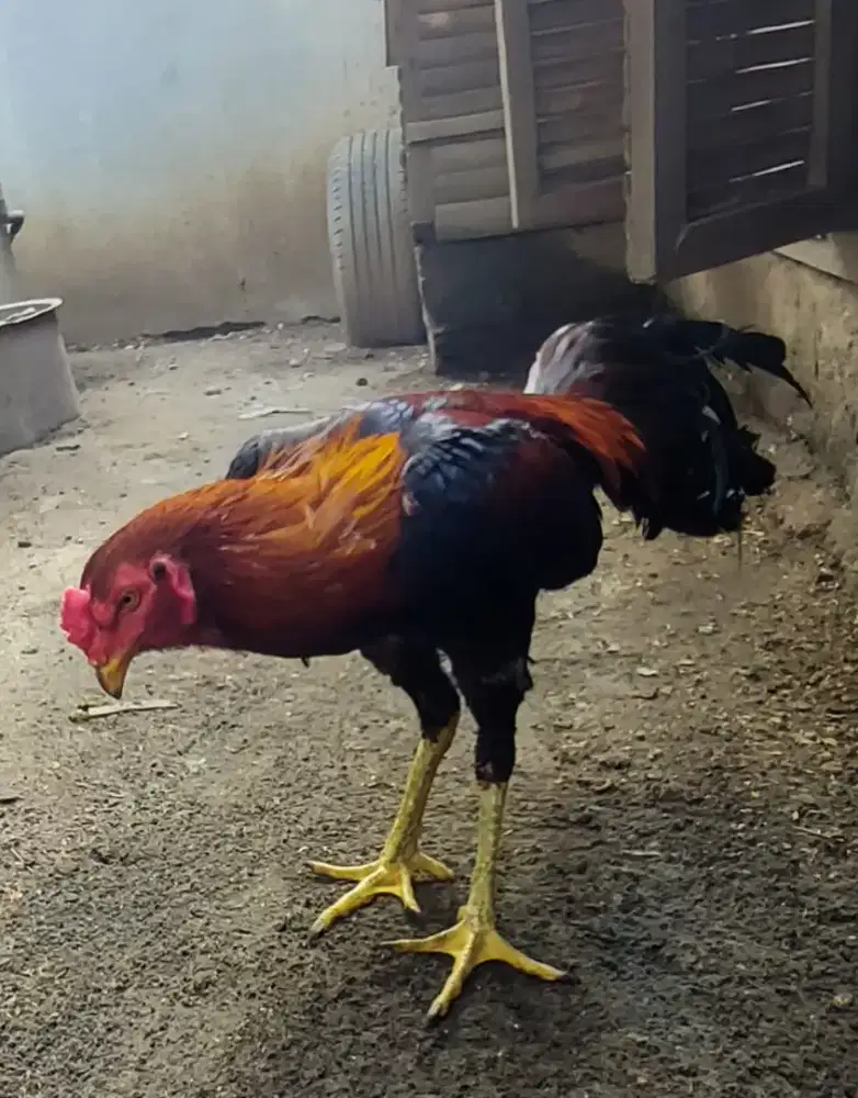 Ayam Pamangon muda usia