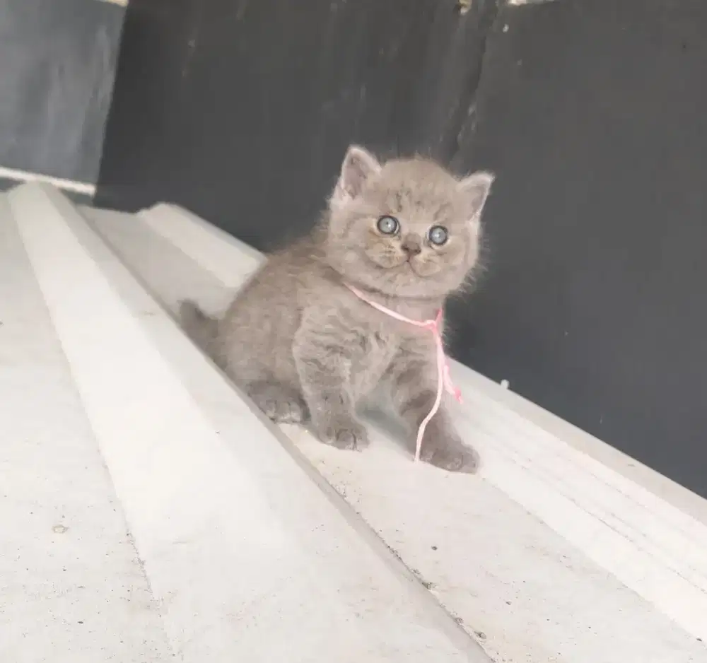 Kucing British short hair