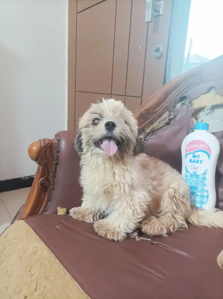 Shih Tzu jantan