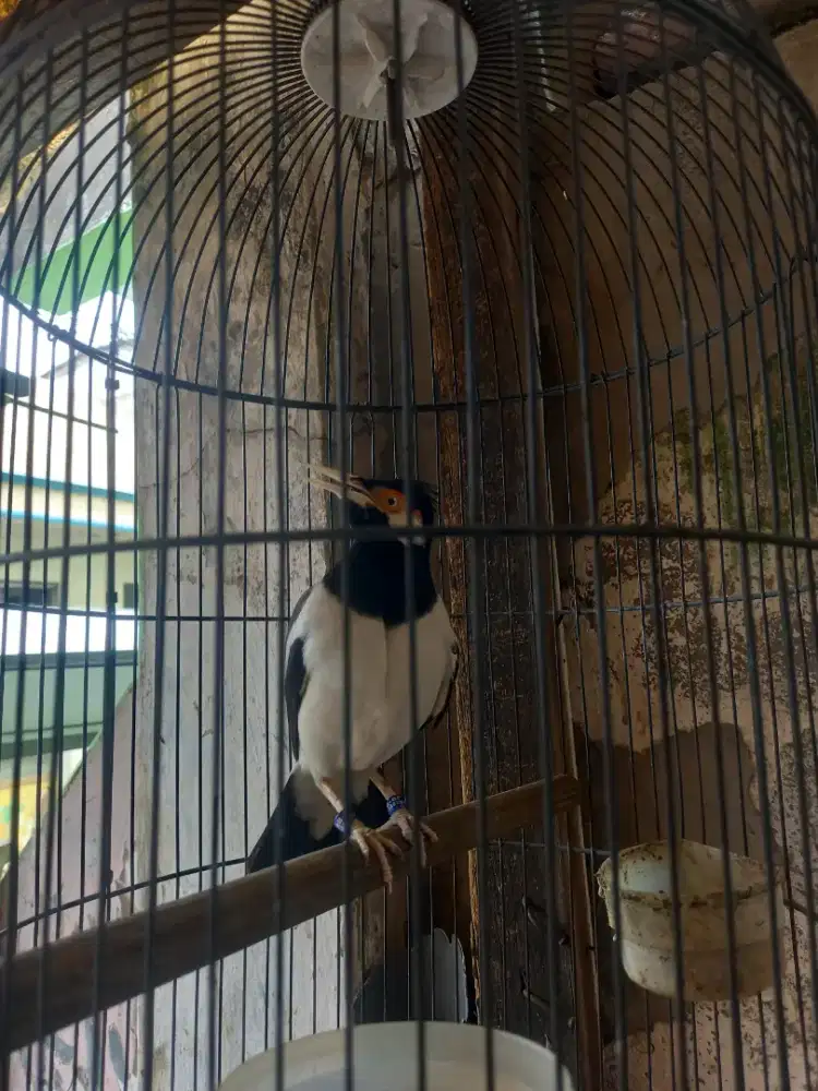 Jalak uret Harian ngumpo² Gacor