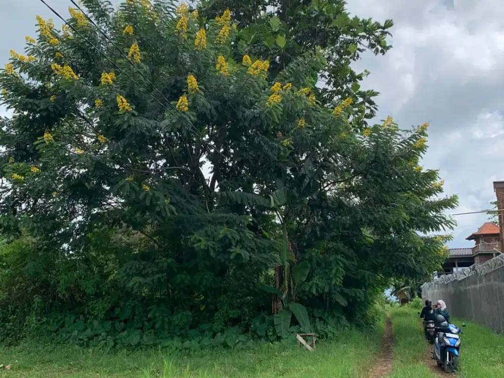 Tanah Murah di Malang – Akses Mudah & Lingkungan Berkembang