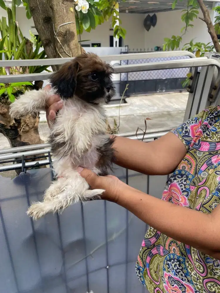 Adopsi Anjing Shihtzu